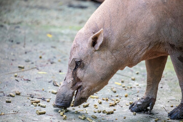 Fototapeta premium a female Buru babirusa stands alone. It is a wild pig-like animal native to the Indonesian islands of Buru, also called deer-pigs. Babirusa are notable for the long upper canines in the males. 