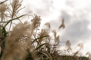 ススキ　たなびく　秋