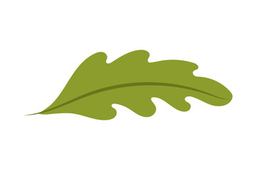 Green oak leaf on a white background