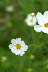 コスモス畑　コスモス　秋