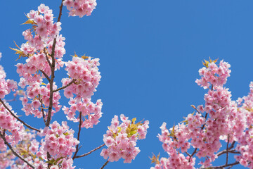 桜　満開　小春日和