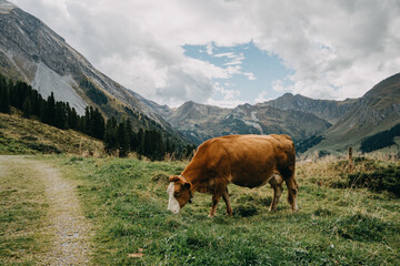Fototapeta na wymiar Kühe grasen auf Bergwiese