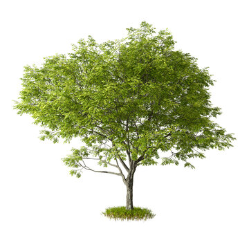 Cut out tree shape on grass isolated background 3d render