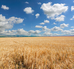 Panoramic landscape of a wheat field and blue sky against the background of clouds.