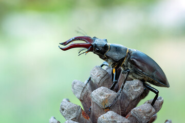 Lucanus cervus, the European stag beetle, is one of the best-known species of stag beetle   is listed as Near Threatened by the IUCN Red List