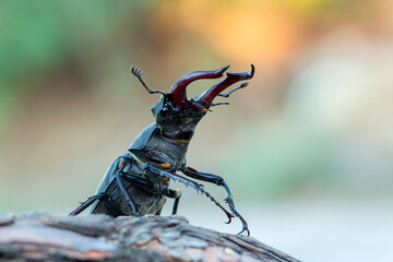 Lucanus cervus, the European stag beetle, is one of the best-known species of stag beetle   is...