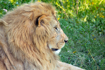 Lion portrait with mane closeup. The lion (Panthera leo) is a large cat of the genus Panthera...