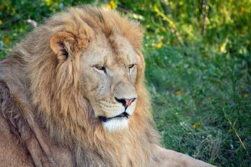 Fototapeta na wymiar Lion portrait with mane closeup. The lion (Panthera leo) is a large cat of the genus Panthera native to Africa and India