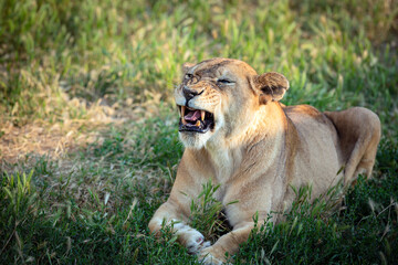 Close-up portrait of a Lioness. The lion (Panthera leo) is a large cat of the genus Panthera.