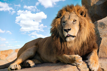 Lion portrait with mane closeup. The lion (Panthera leo) is a large cat of the genus Panthera native to Africa and India