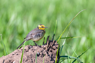 Citrine Wagtail, a beautiful and restless bird...
