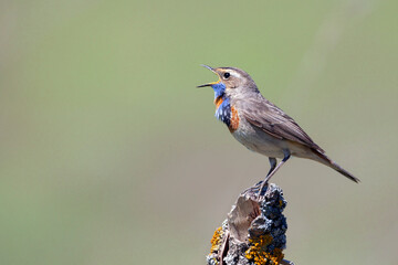 Cute bird, bluethroat male sitting on branch with blurred background, Luscinia svecica