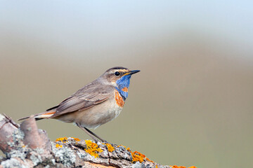 Cute bird, bluethroat male sitting on branch with blurred background, Luscinia svecica