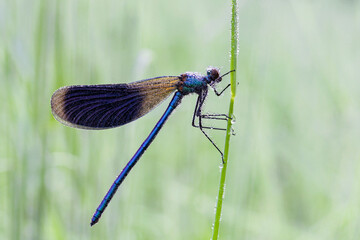 Beautiful dragonfly. Details of the eyes and wings. Dragonfly in natural habitat,