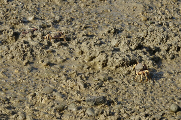 Sea crabs in a marsh walking about in the mud