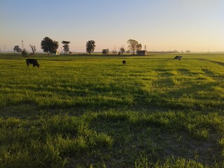 sunset over the field