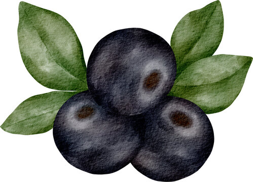watercolor berry