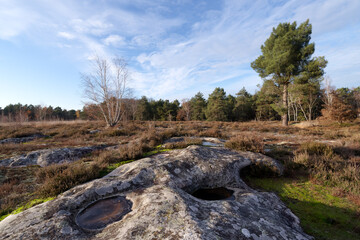 Fototapeta na wymiar Sandstone rocks in Coquibus heathland. Fontainebleau forest 