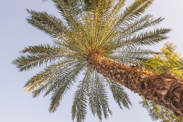 Fototapeta na wymiar Abstract view of large date palm tree from below