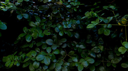 Herb wall, plant wall, natural green wallpaper and background. nature wall.