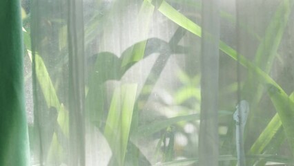 View of a glass window curtained by a white transparent cloth showing leaves in a garden swaying in the wind