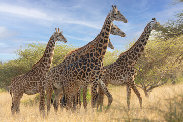 Giraffes (Giraffa camelopardalis peralta) -Kenya	