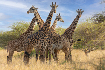 Giraffes (Giraffa camelopardalis peralta) - Kenya	