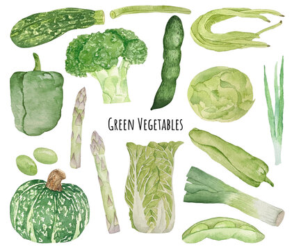 Watercolor set of made of onlu green vegetables. Broccoli, green pepper, beans, asparagus, gabbage and zucchini. Food concept. Green vegetables isolated on white background.