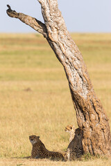 Fototapeta premium Cheetah with cubs under a tree on the savannah