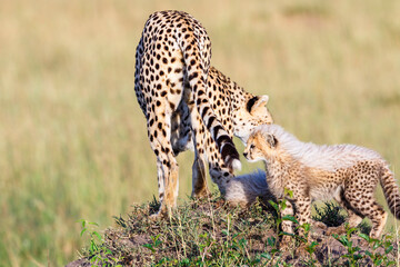 Cheetah mother with cubs on a hill