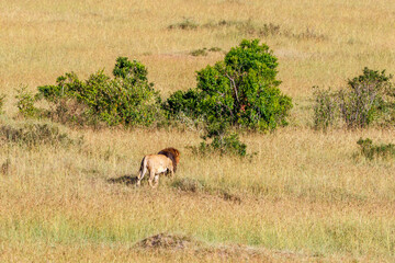 Fototapeta na wymiar Beautiful savanna landscape with a walking male lion