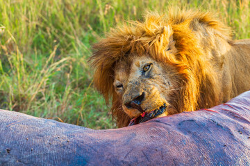Male lion that tears apart a dead animal