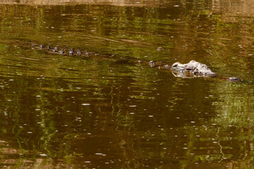 Crocodile Swimming in the river