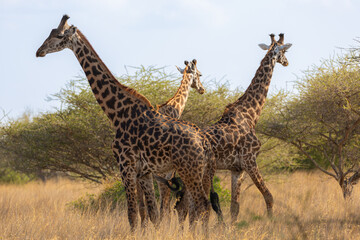 Giraffes (Giraffa camelopardalis peralta) - Kenya