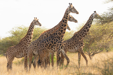 Giraffes (Giraffa camelopardalis peralta) - Kenya