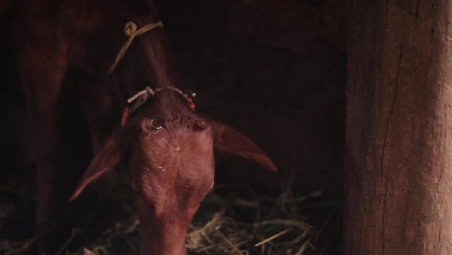 Cute young cow eating hay in the shed, close up