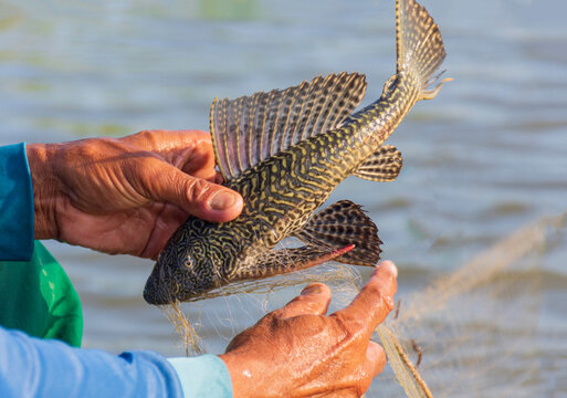 Suckermouth catfish , an alien species is a problem for freshwater fishermen in Thailand.