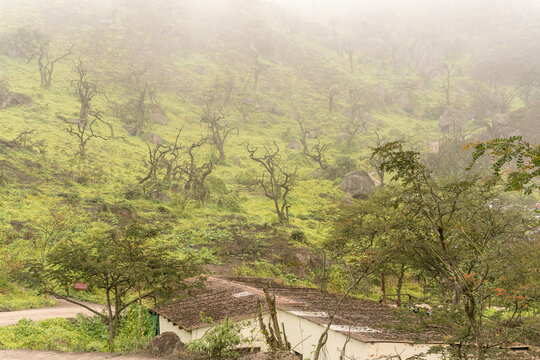 Tara trees in Lomas de Lachay, in a humid environment with fog.