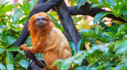 Golden lion tamarin (Leontopithecus rosalia)