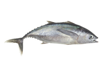 Fresh bluefin tuna fish isolated on white background