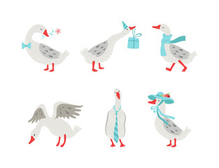 Cute goose character with flower, gift box, scarf and hat set. Domestic fowl in various poses cartoon vector illustration