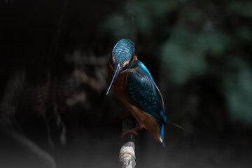 Fototapeta premium Beautiful bird in Asian, It is a kind of bird found in Thailand.