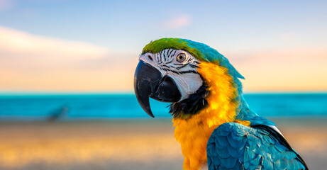 Portrait of beautiful yellow and blue macaw parrot on beach background