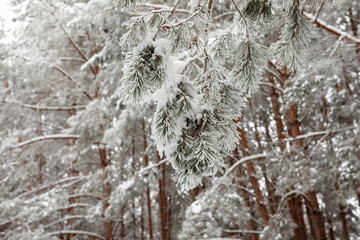 Pine branch covered with snow close-up