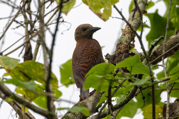 Beautiful bird in Asian, It is a kind of bird found in Thailand.