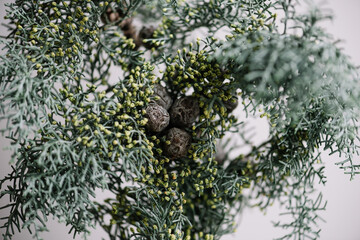 Beautiful single spruce branch on the grey wall background, close up view