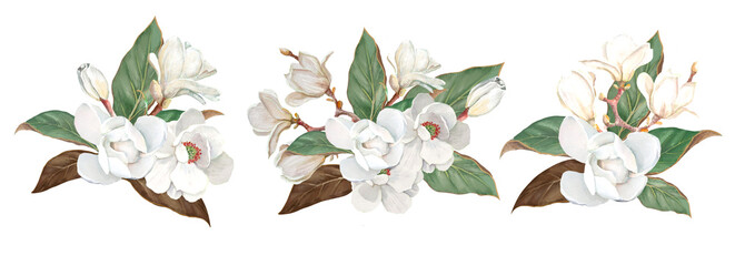 Bouquets of magnolias isolated on white background © Marina