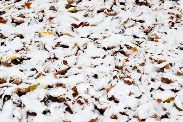 Nature surface of yellow leaves covered with snow, winter background