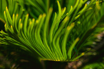 Sago palm leaves in focus. Cycas revoluta leaves.
