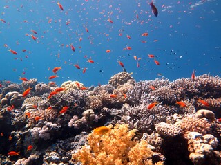 Fototapeta na wymiar Red sea fish and coral reef with underwater sculpture